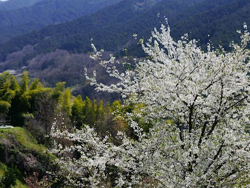 新・関西の楽しみ（９０）飛鳥の春_c0032138_19424099.jpg