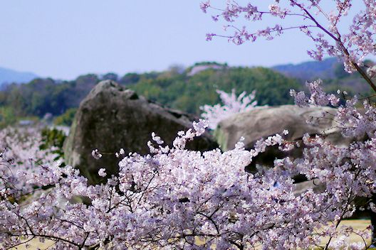 新・関西の楽しみ（９０）飛鳥の春_c0032138_1957539.jpg