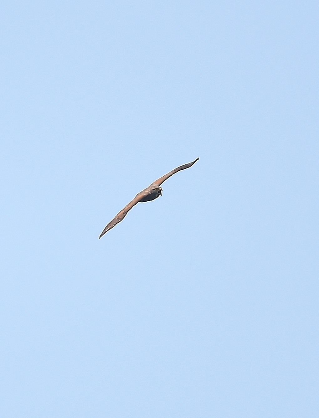 Grey-faced Buzzard-eagle_d0210041_16482481.jpg