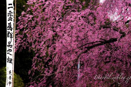 SAKURA 2015_b0141043_21294473.jpg