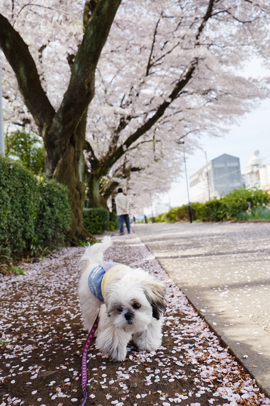 大型犬もお友達です_a0322747_1024521.jpg