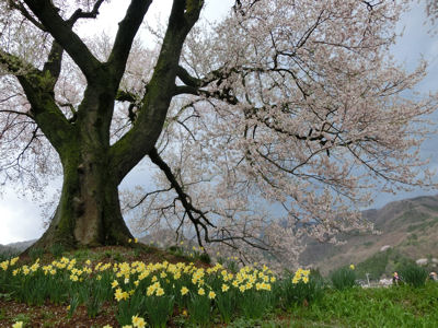 桜曇り_f0019247_1905735.jpg