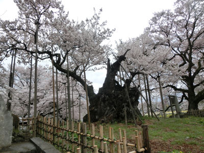 桜曇り_f0019247_1915333.jpg