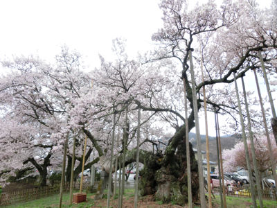 桜曇り_f0019247_1935757.jpg