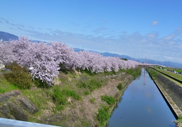 県道の渡し船と墨俣一夜城の桜 休日はタンデムツーリング