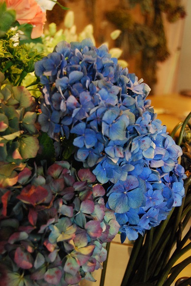 4月20日まで観葉植物SALE中です!_a0201358_19234581.jpg
