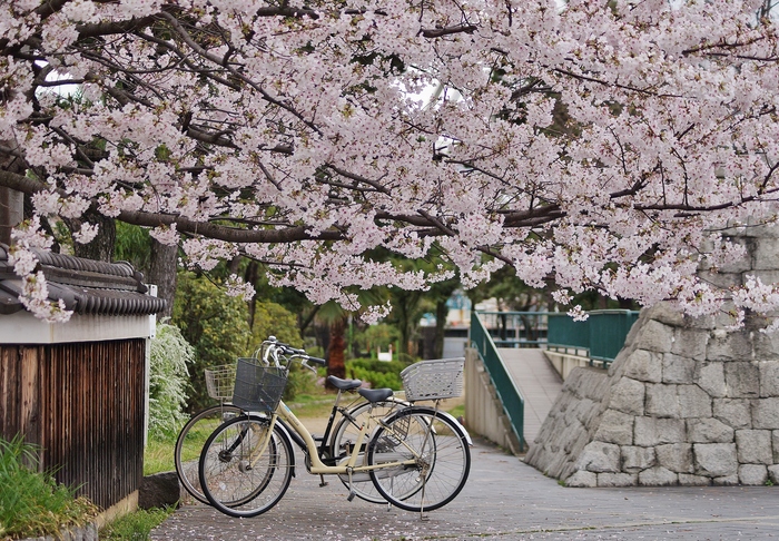 ご近所桜です 神戸市東灘区 住吉川公園 たんぶーらんの戯言