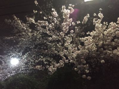 雨に散る桜。まだ散らない桜ー_b0185359_031730.jpg