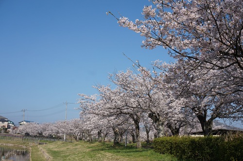 北条大池の桜開花情報、第四弾！！！_b0124462_8575429.jpg