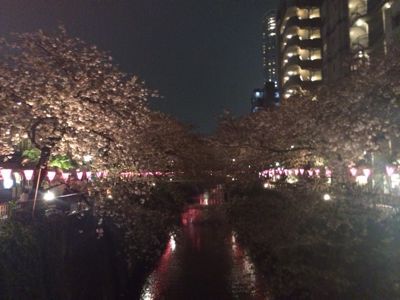 夜桜⭐️_c0151965_22341654.jpg