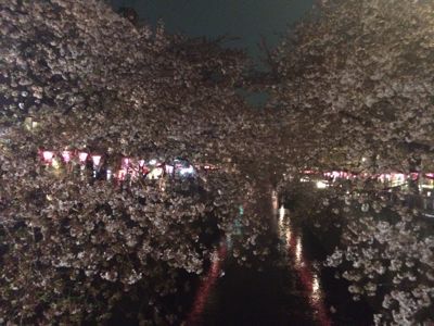 夜桜⭐️_c0151965_22341798.jpg