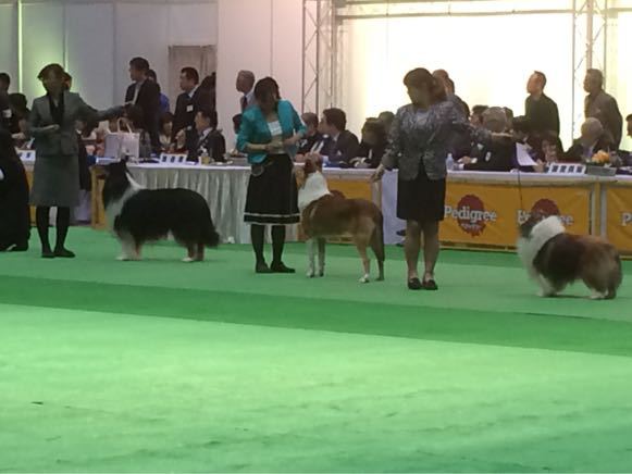 JKC Japan international dog show 2015_f0126965_729667.jpg