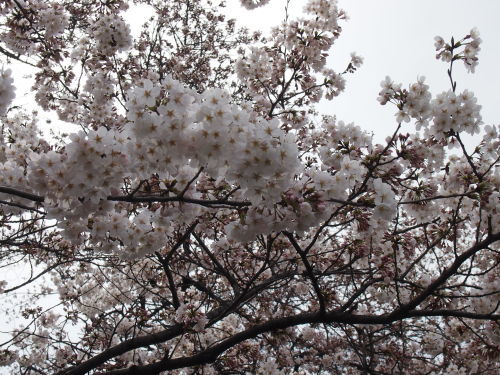 桜咲く上野動物園へ_f0253769_21141149.jpg