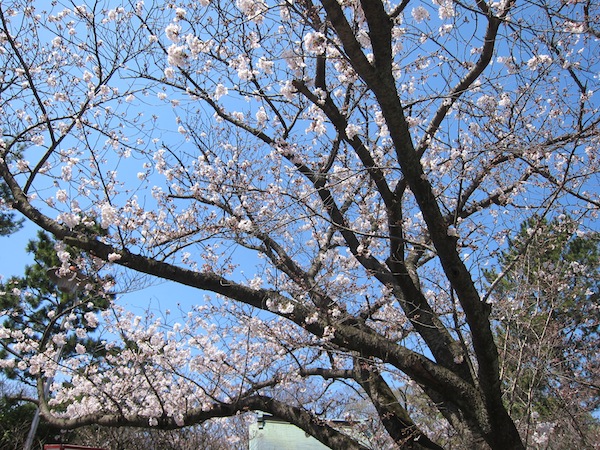 5年目の桜_e0141270_16225660.jpg