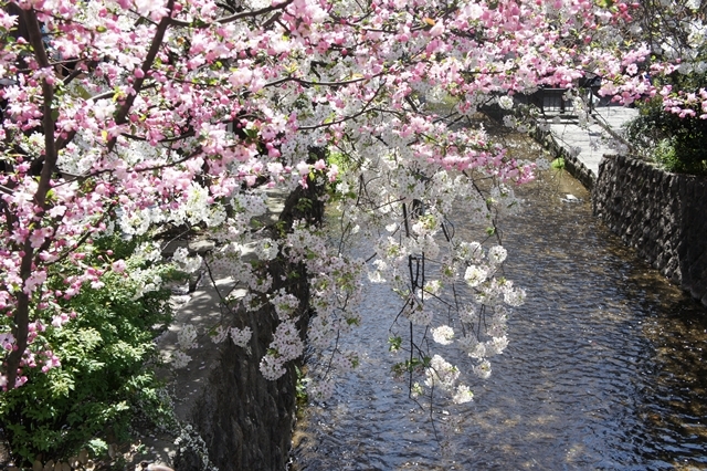 桜色に染まる京都　　水辺の桜_e0177271_16140297.jpg