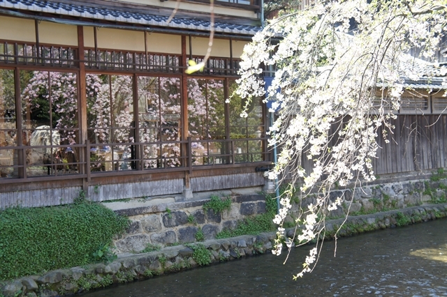 桜色に染まる京都　　水辺の桜_e0177271_16191384.jpg