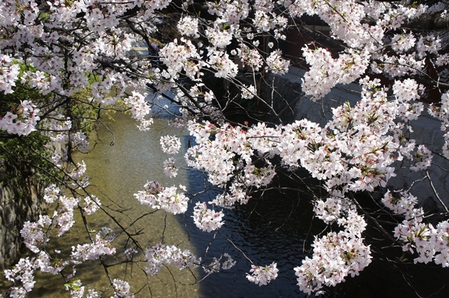 桜色に染まる京都　　水辺の桜_e0177271_16210596.jpg