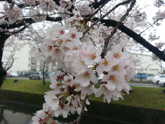 ２０１５　桜　～五条川_f0100871_20154150.jpg