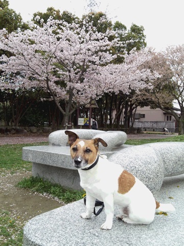 ２０１５　桜　～近所の桜その２_f0100871_20285311.jpg