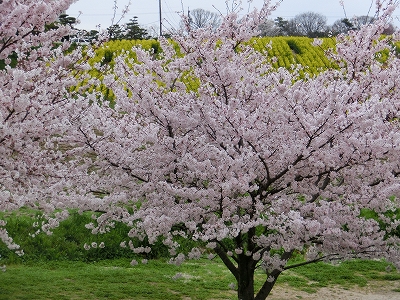 愛知牧場・桜と菜の花_a0235072_10475967.jpg