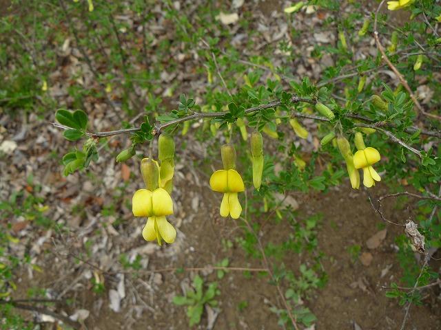 綺麗な花には＝棘（とげ）＝がある　「ムレスズメ」_d0019074_17484941.jpg