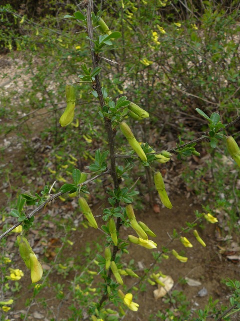 綺麗な花には＝棘（とげ）＝がある　「ムレスズメ」_d0019074_17492875.jpg