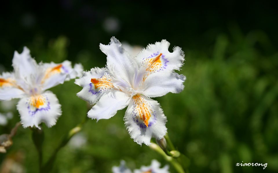 海蔵寺 カイドウ 2015_e0182674_16131516.jpg