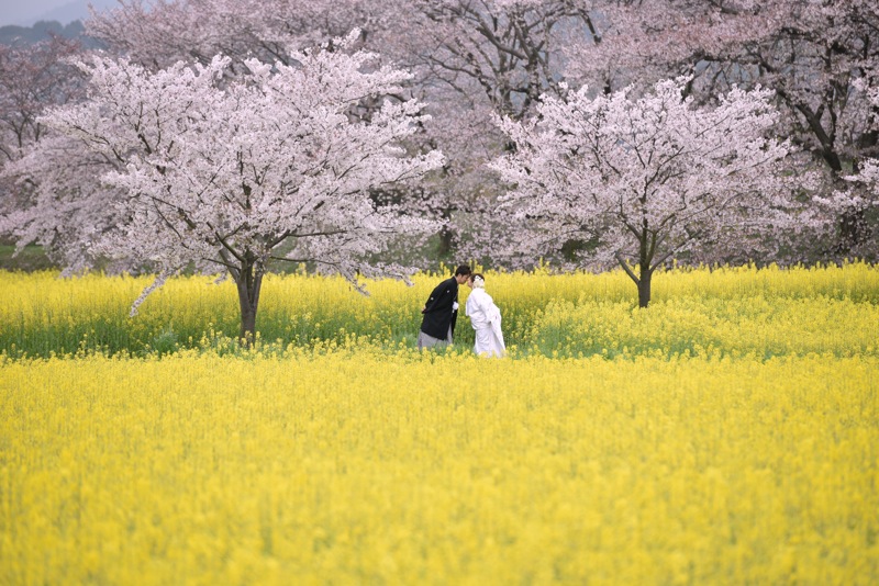 雨の和装ロケーション撮影・白無垢で桜と菜の花、色打掛で苔の絨毯15.4.6_c0324376_2010427.jpg