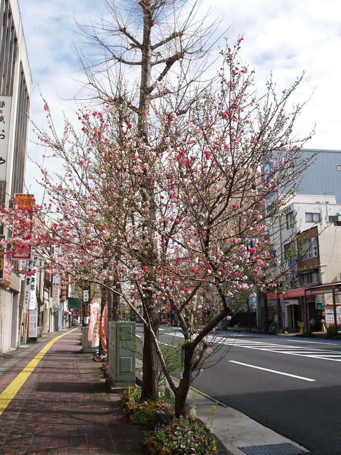 長良橋通りの花桃 ハナモモ 自然風の自然風だより 長良橋通りの花桃 ハナモモ 自然風の自然風だより