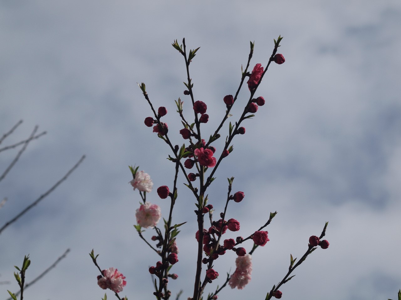 『長良橋通りの花桃(ハナモモ)』_d0054276_20173496.jpg