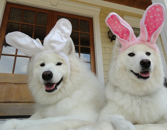 南仏で復活祭（Easter）愛犬活躍_e0184881_16091680.jpg