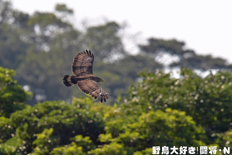 カンムリワシの飛翔_f0059882_9542231.jpg