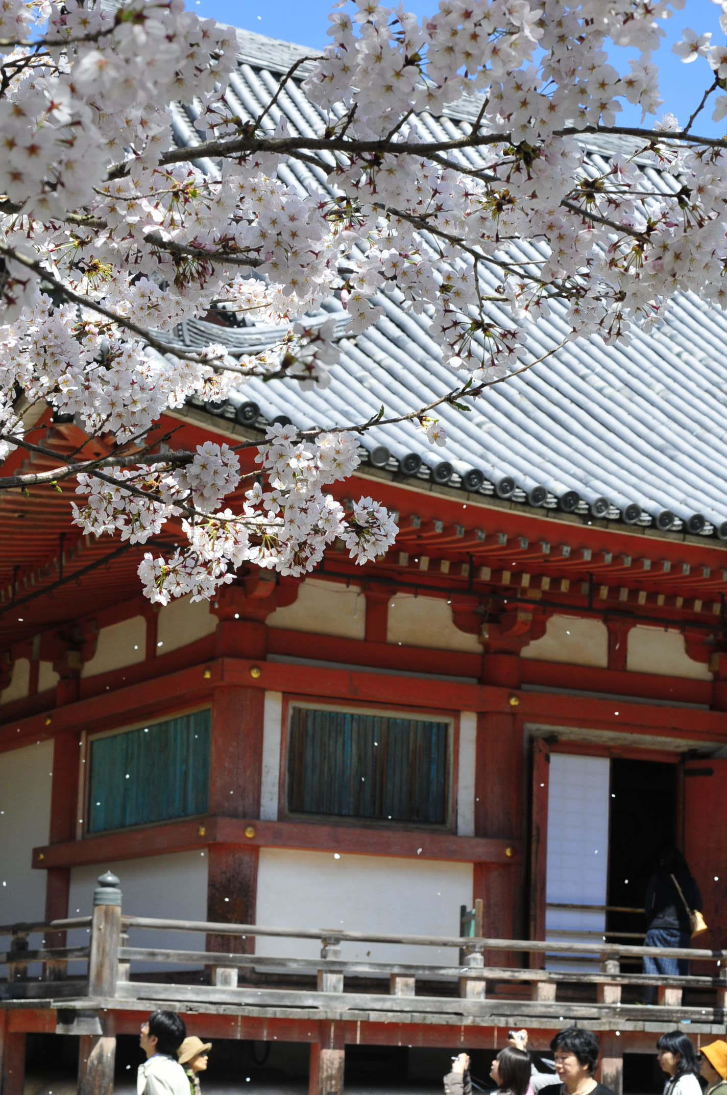 醍醐寺の桜　其の五_f0237683_18082502.jpg