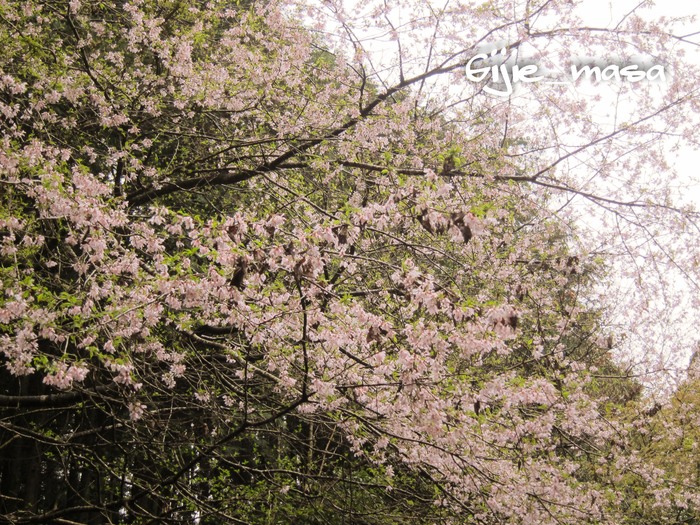 【４月４日】雨が欲しい。。。。。_e0179186_08779.jpg