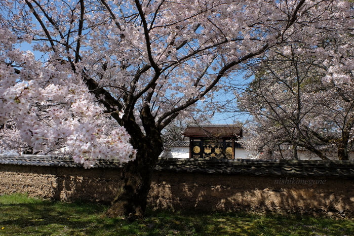 醍醐の桜_b0195589_0521373.jpg