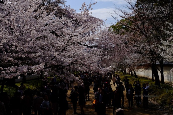 醍醐の桜_b0195589_0575544.jpg