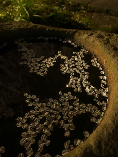 桜だより2015～専称寺～(4/2)_d0026589_034351.jpg