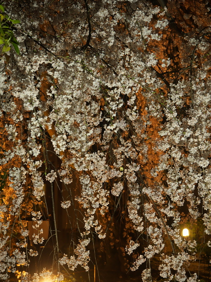 桜だより2015～専称寺～(4/2)_d0026589_0353440.jpg