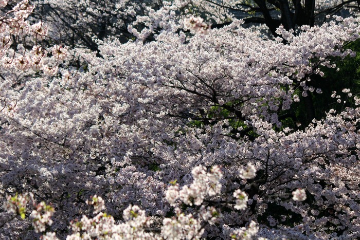 a0127090_21303885.jpg