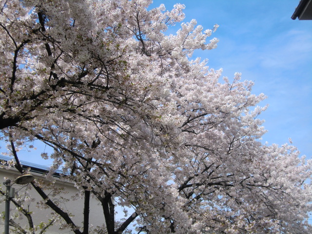 町内ぐるりと桜見物_b0044296_15533235.jpg