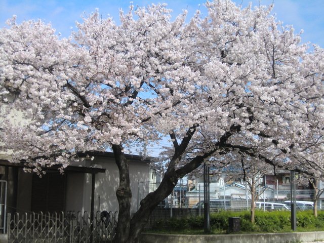 町内ぐるりと桜見物_b0044296_15584427.jpg