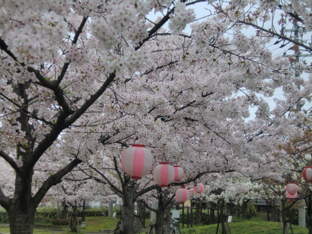 町内ぐるりと桜見物_b0044296_1694226.jpg