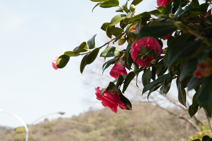 桜が終われば、また夏に向かう_c0247096_11115180.jpg