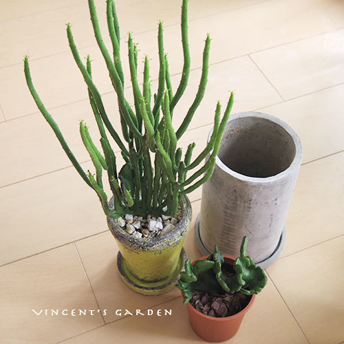 寄せ植えでオシャレになった、かも♪ : ぶいくんの庭