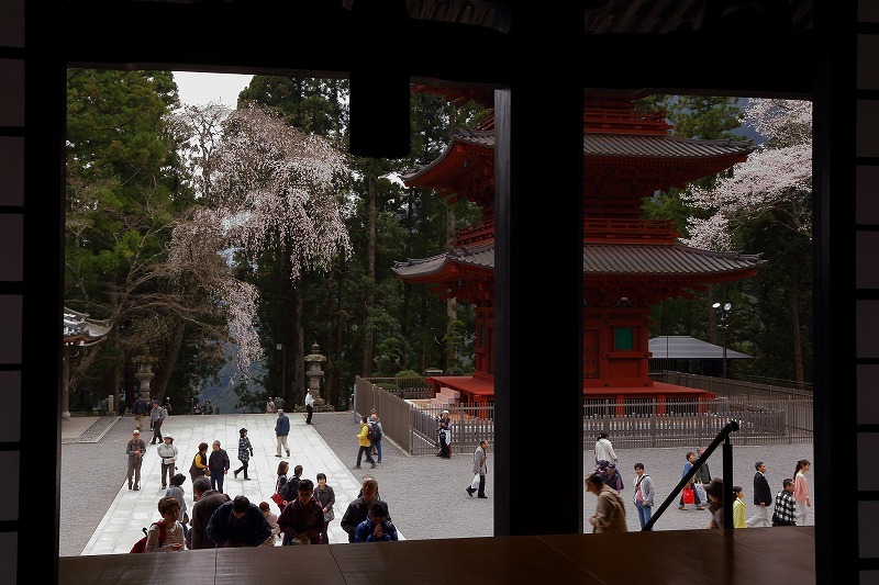 身延山久遠寺の本堂と桜_b0291402_14291072.jpg