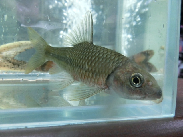 中国産鯉科亜熱帯魚_b0141806_141990.jpg