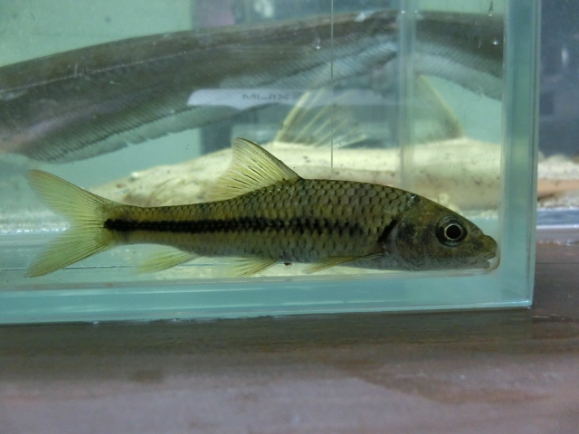 中国産鯉科亜熱帯魚_b0141806_1431861.jpg
