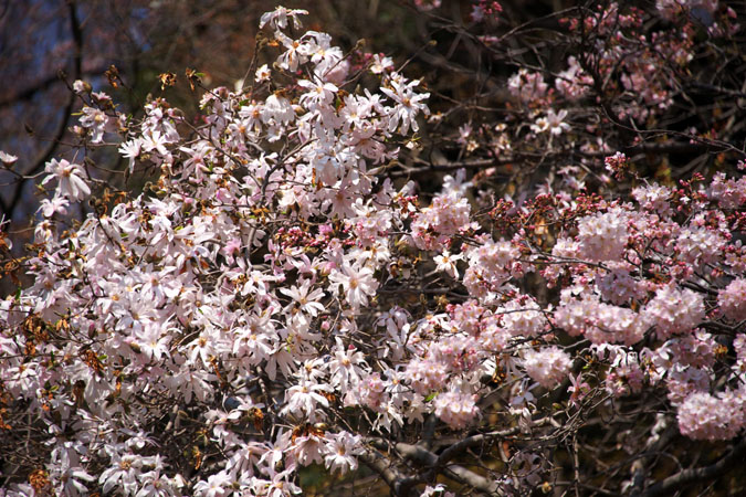 新宿御苑の桜の最盛期2_a0263109_13152078.jpg