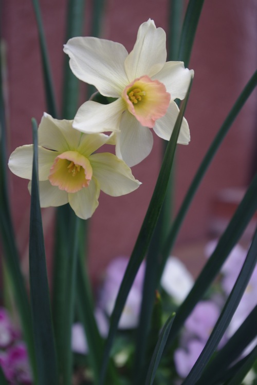 芳香性ミニ水仙 ベル ソング はにみゅめも 芳香性ミニ水仙 ベル ソング はにみゅめも