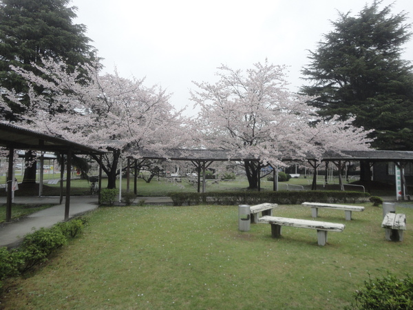 （株）クラレ西条の観桜会２０１５…2015/4/7_f0231709_16201346.jpg